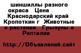 шиншиллы разного окраса › Цена ­ 1 500 - Краснодарский край, Кропоткин г. Животные и растения » Грызуны и Рептилии   